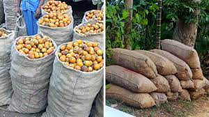 Three Youths arrested in Mangaluru for Areca Nut Robbery Valued at Rs 1.55L