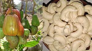 Cashew cultivation in state to get a boost, says new Karnataka Cashew Development Corpn chief