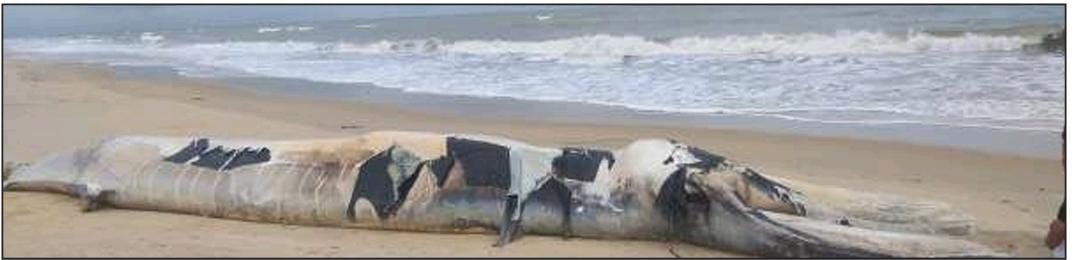 Concerns Rise as Two Giant Whale Carcasses Wash Ashore in Honnavar