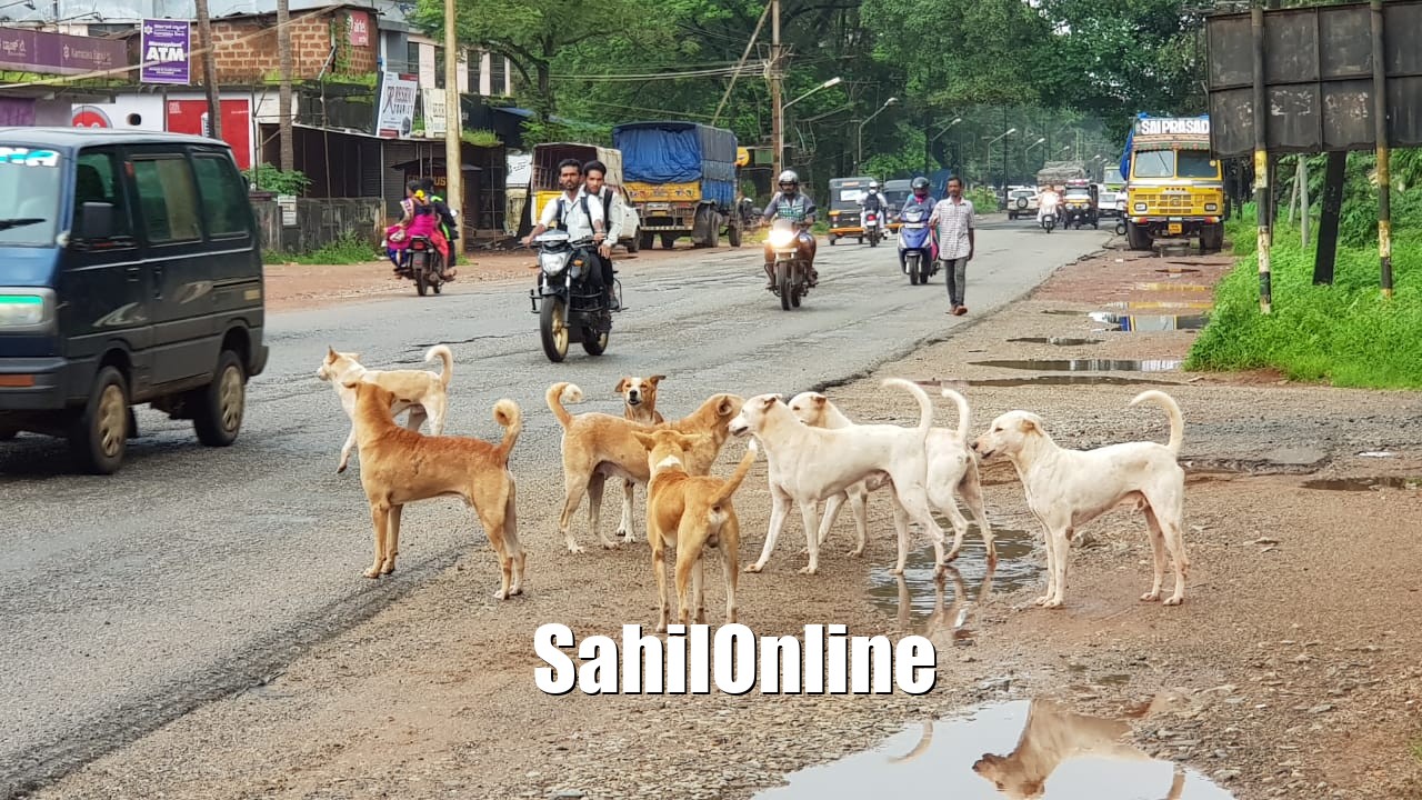 Telangana: Boy killed in stray dog attack in Warangal