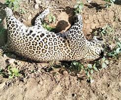 Sirsi: Female Leopard Found in Konanbidki Forest