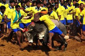 Supreme Court upholds validity of Tamil Nadu law allowing bull-taming sport 'Jallikattu'